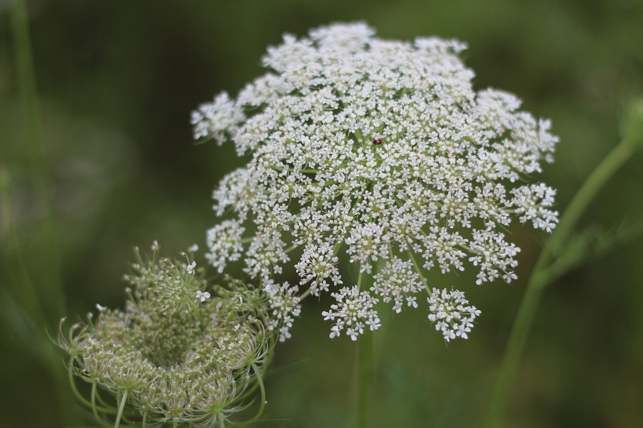 wild fennel wild carrot princess anne's lace free photo