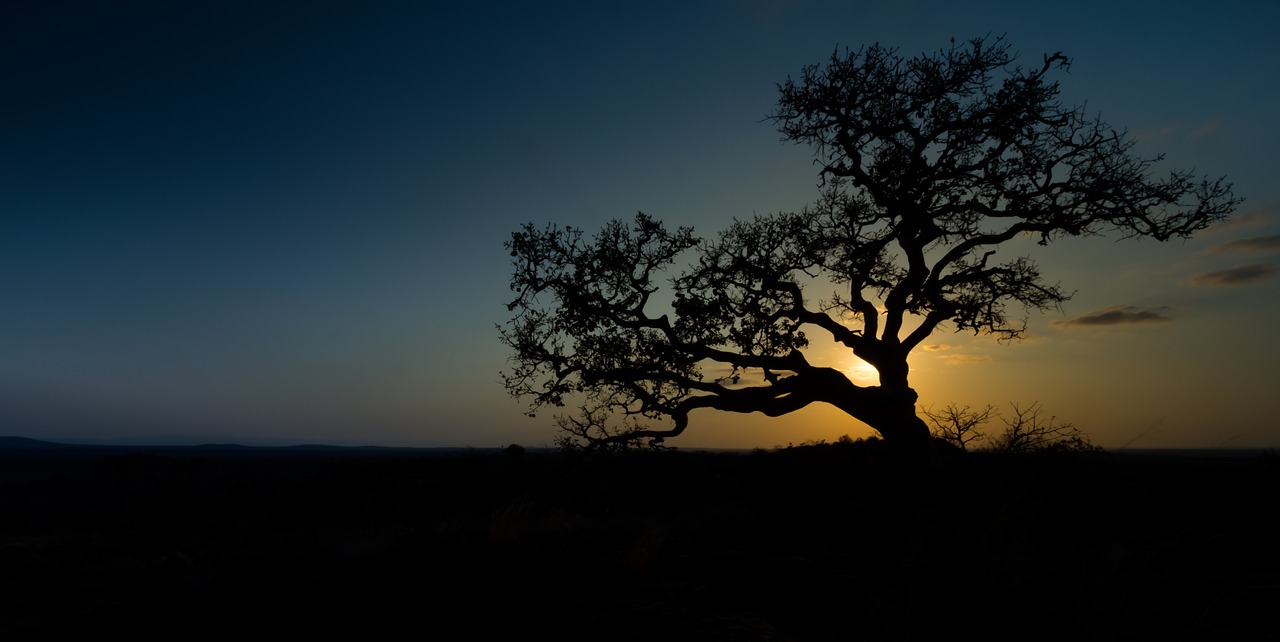 wild fig sunset africa free photo