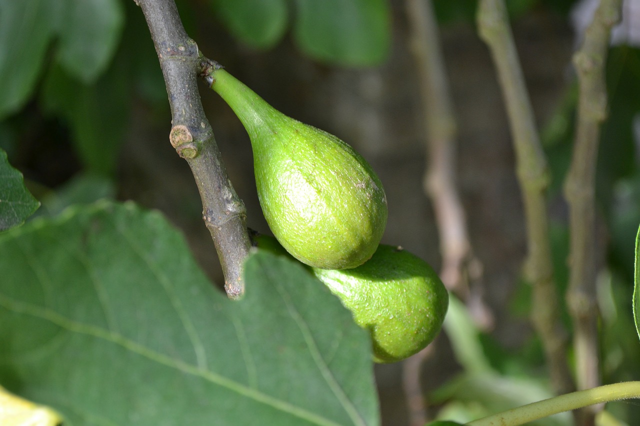 wild fig common fig ficus carica free photo