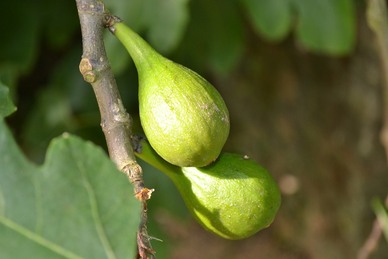 wild fig common fig ficus carica free photo