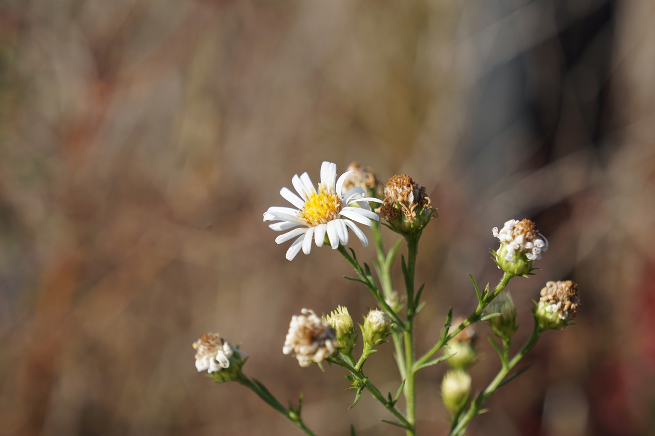 wild flower close up focus free photo