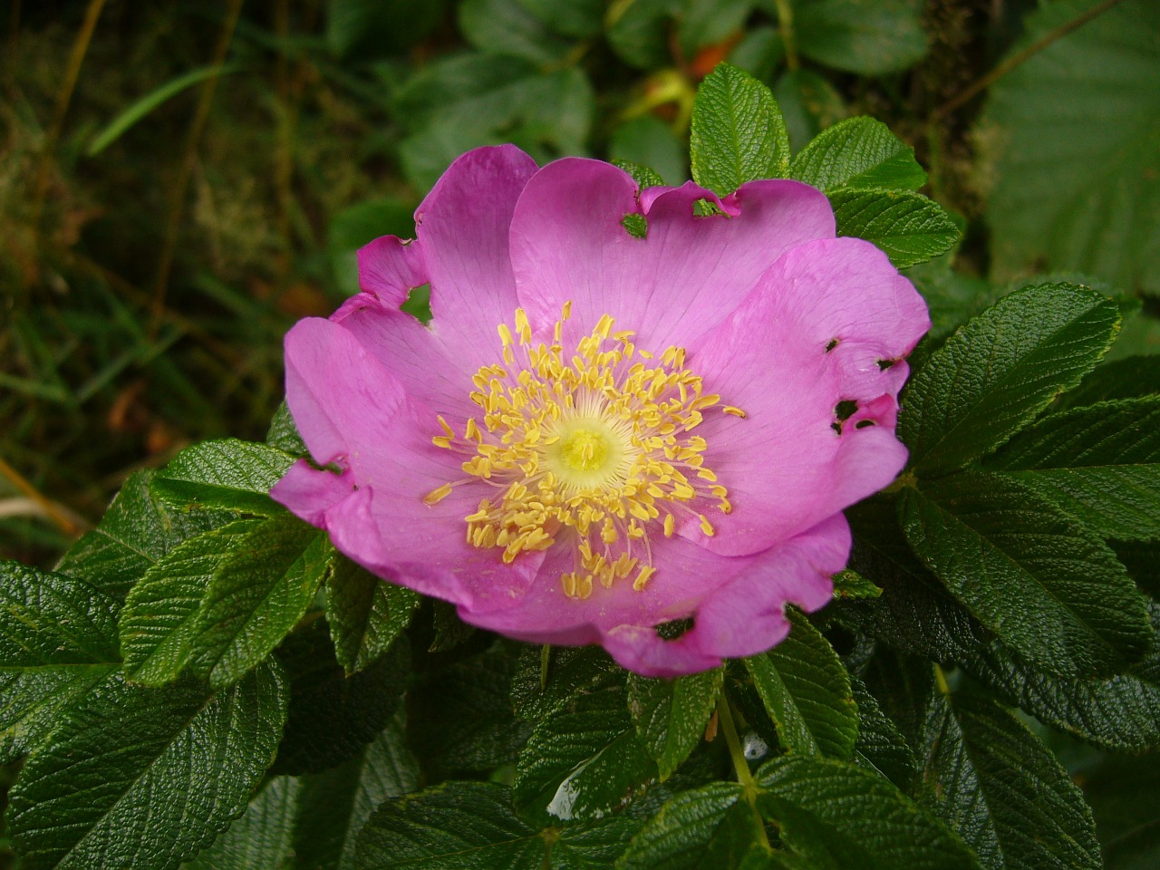 hamanhamanasuasu japanese rose flowers free photo