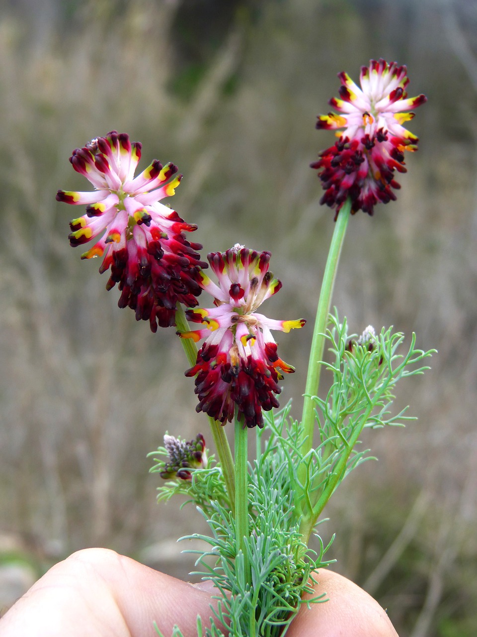 wild flower bouquet hand free photo