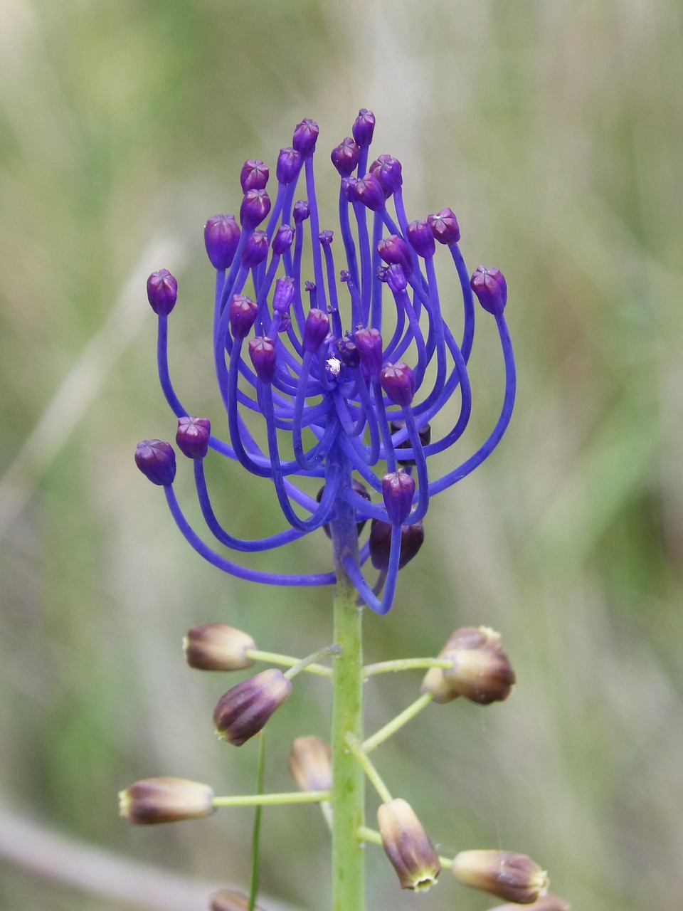 wild flower curiously lilac free photo