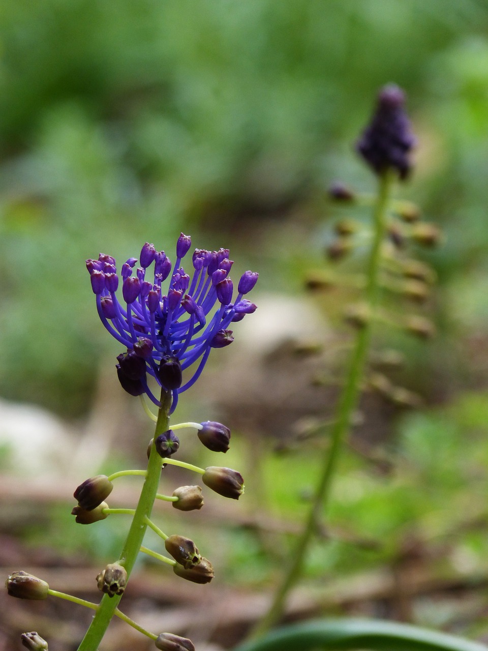 wild flower curiously lilac free photo