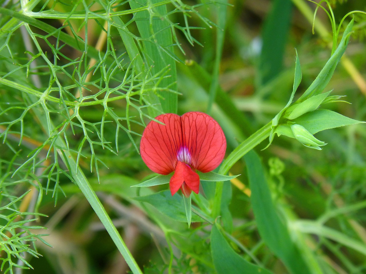 wild flower pea flower red flower free photo