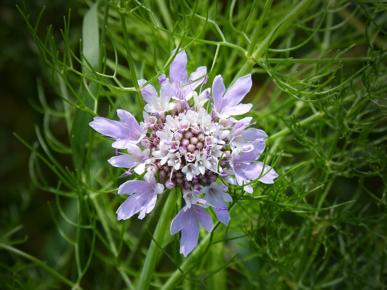 wild flower geometric forms detail free photo