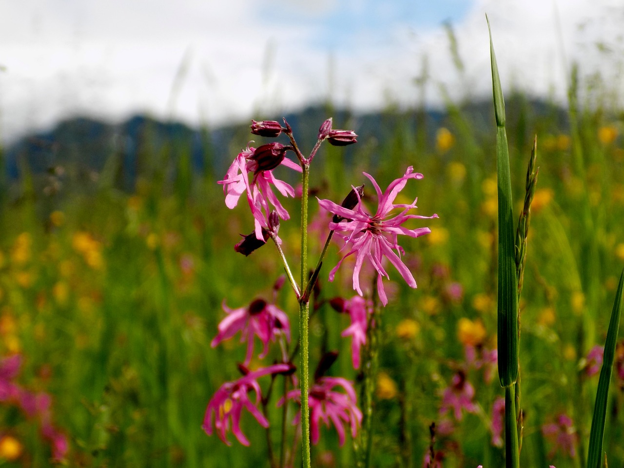 wild flower columbine nature free photo