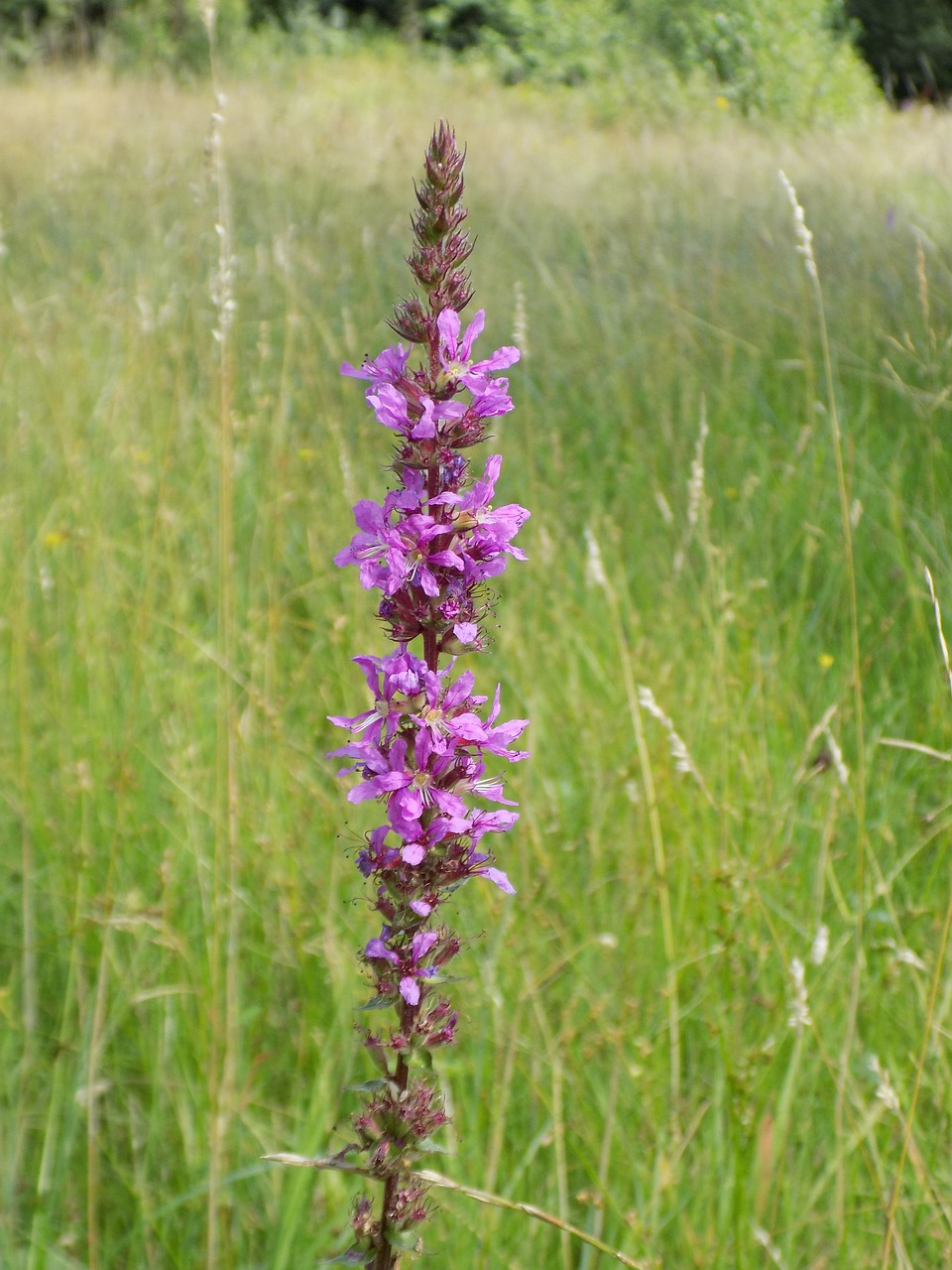 wild flower purple high grass free photo