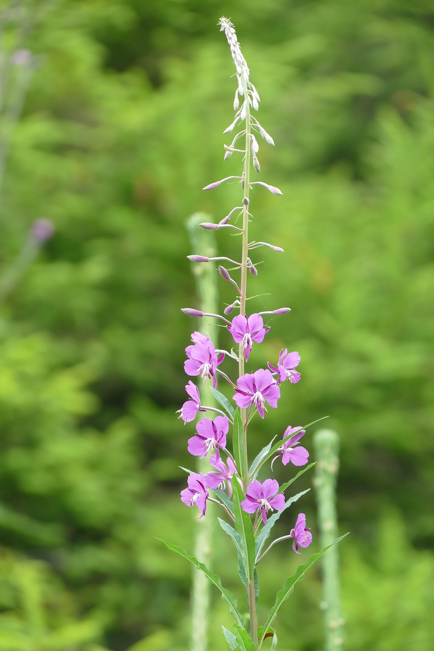 wild flower macro plant free photo