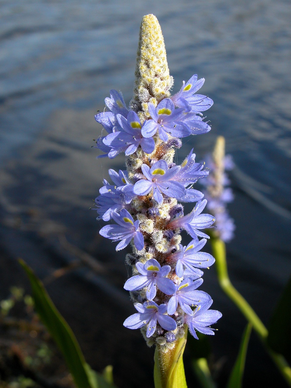 wild flower flower floral free photo