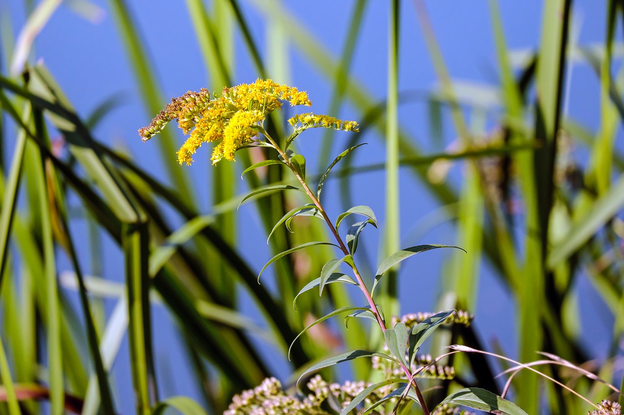 golden rod blossom bloom free photo