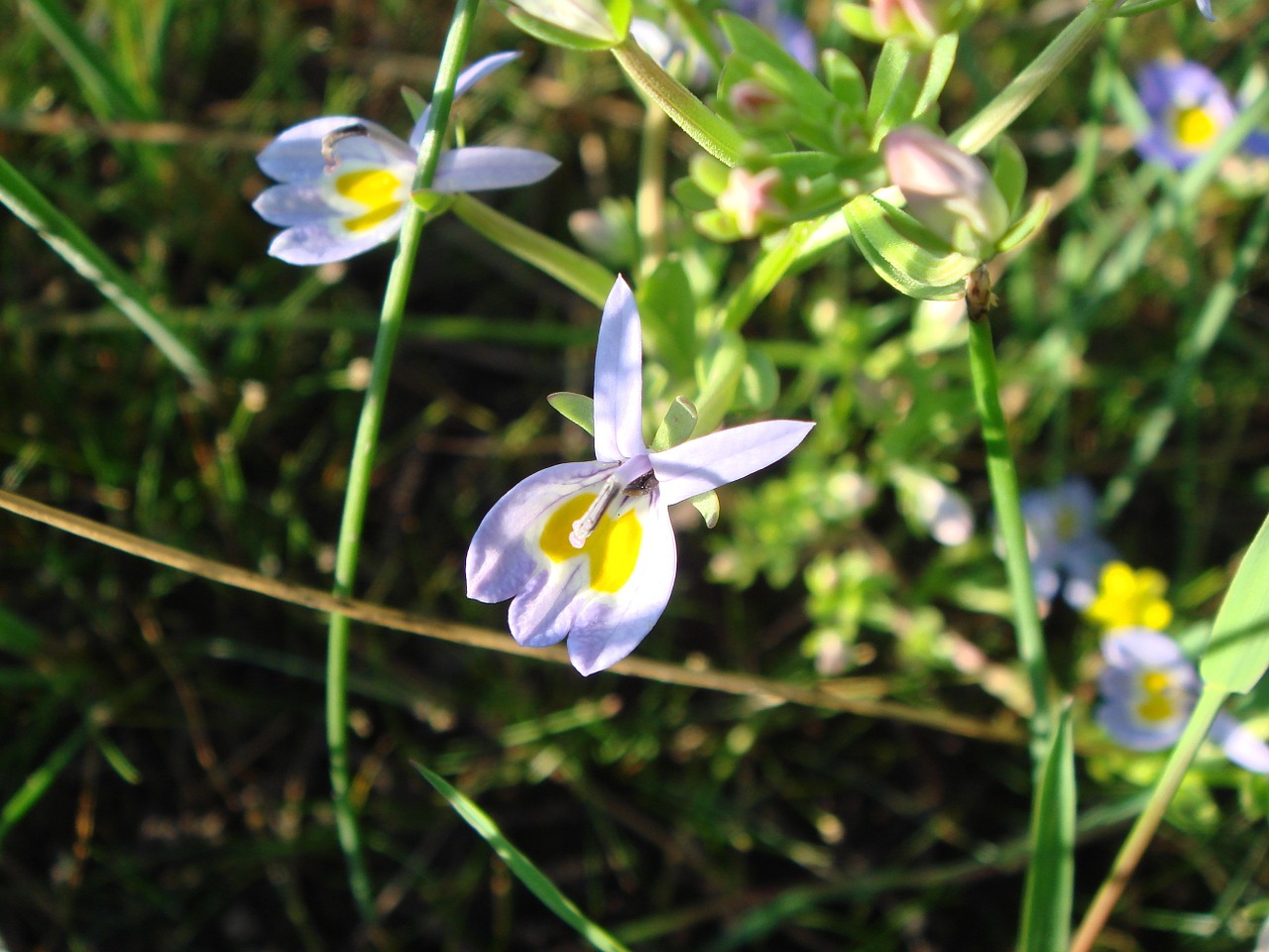 wild flower purple flower nature free photo