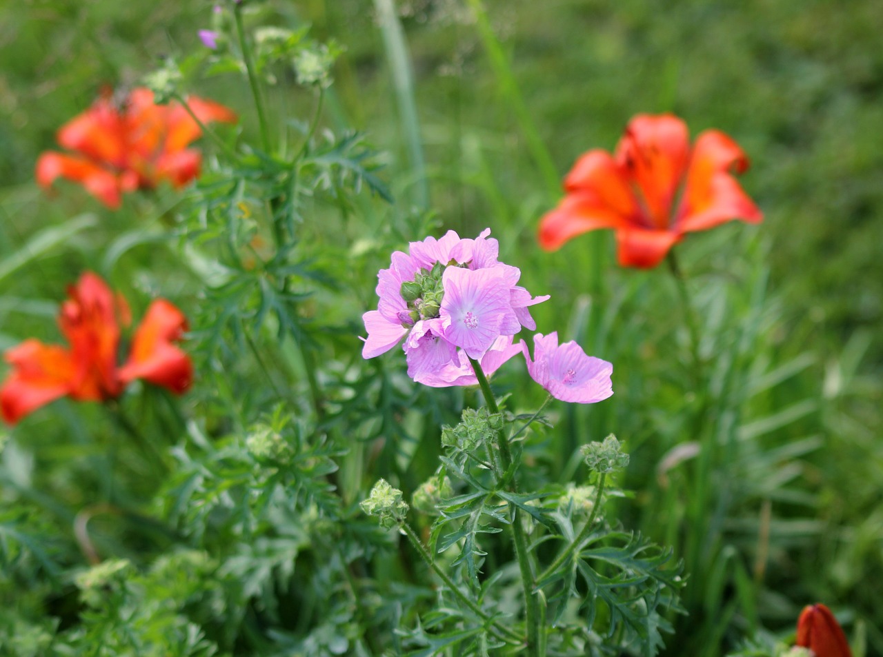 wild flower flower summer free photo