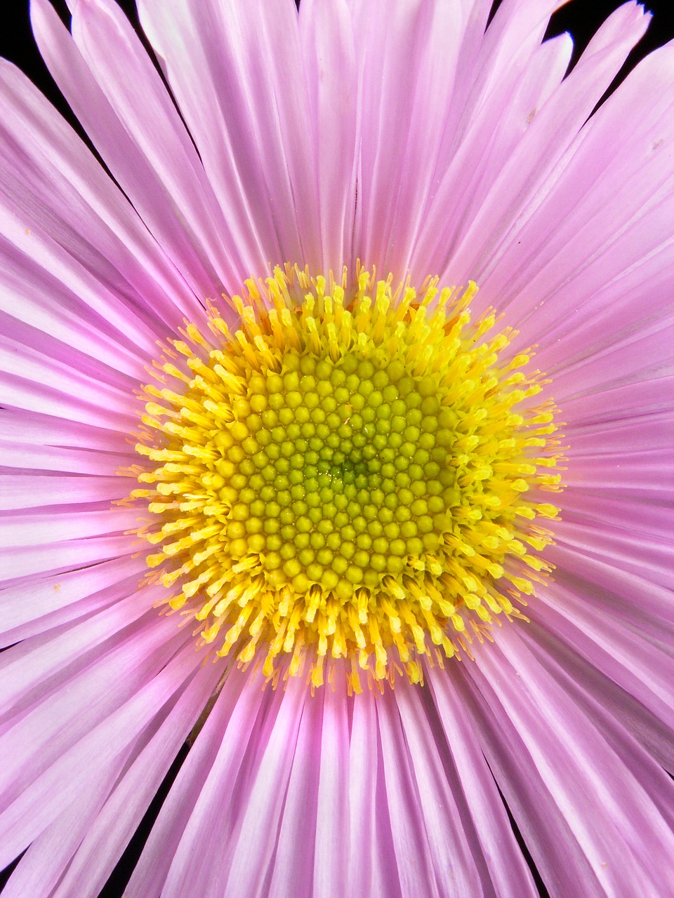 wild flower pink yellow free photo