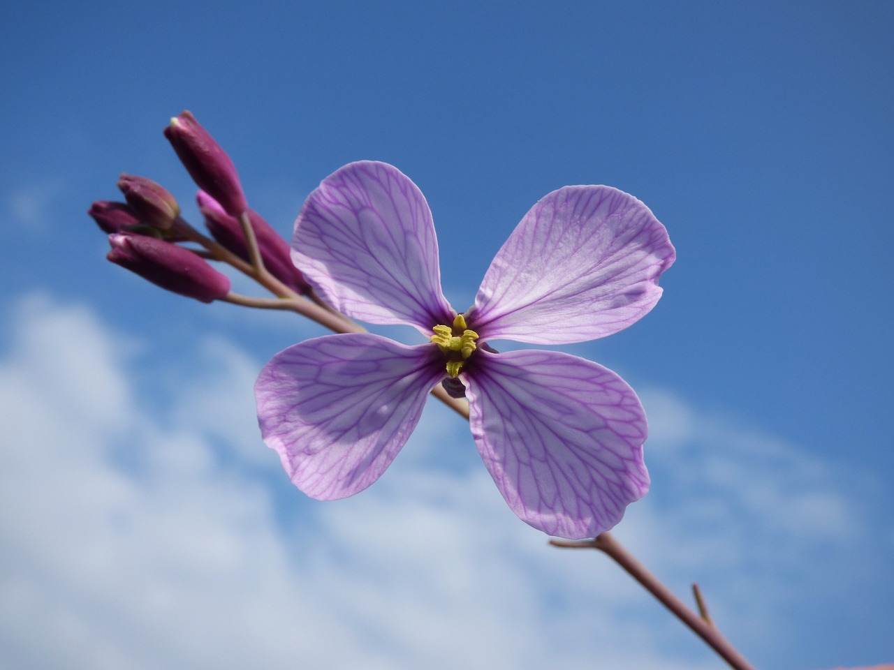 wild flower flower four petals free photo