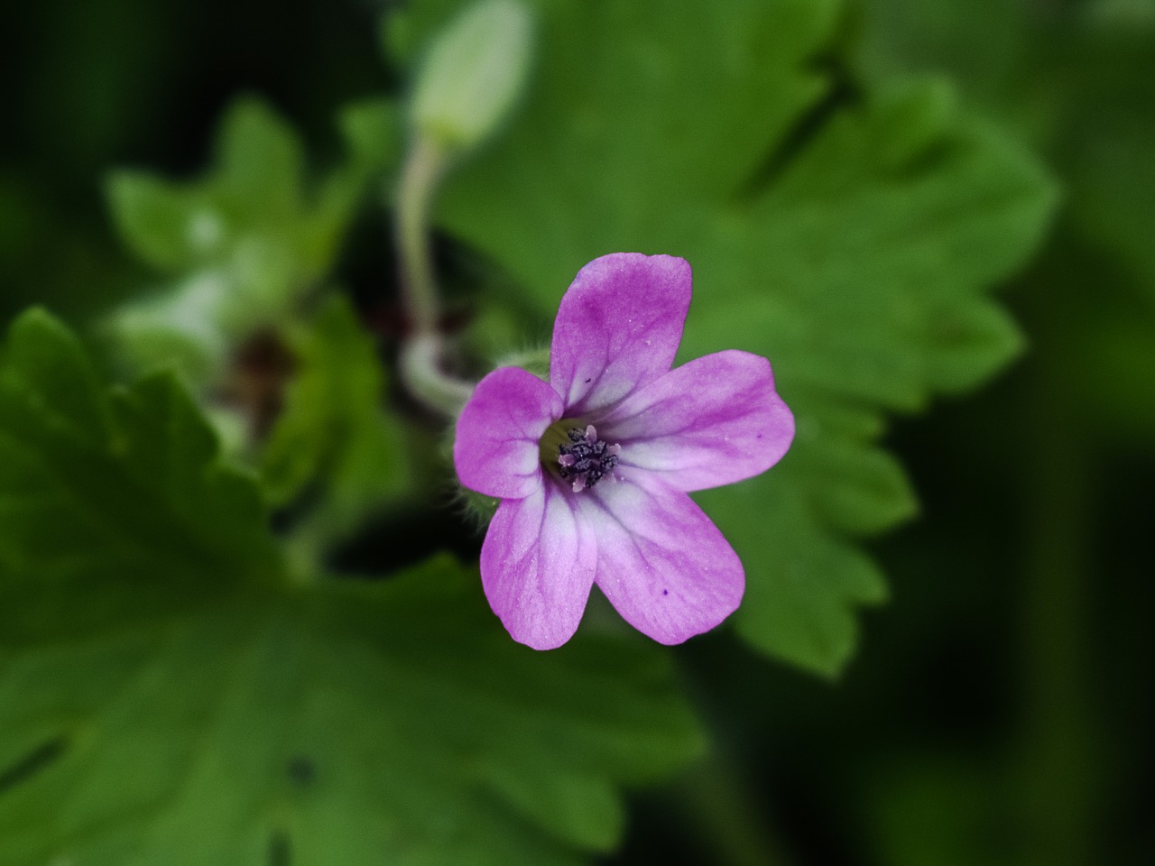 wild flower pink plant free photo