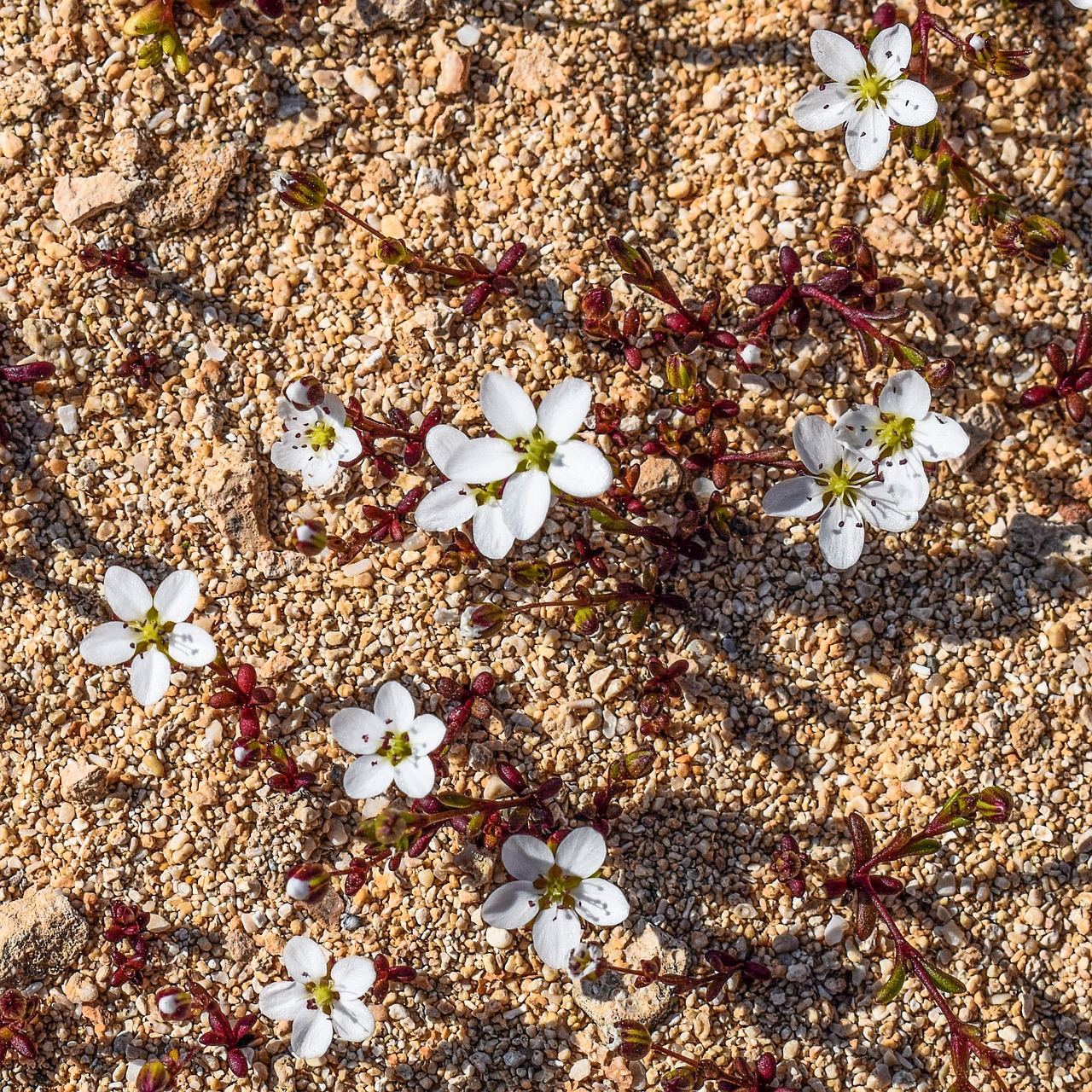 wild flower white tiny free photo