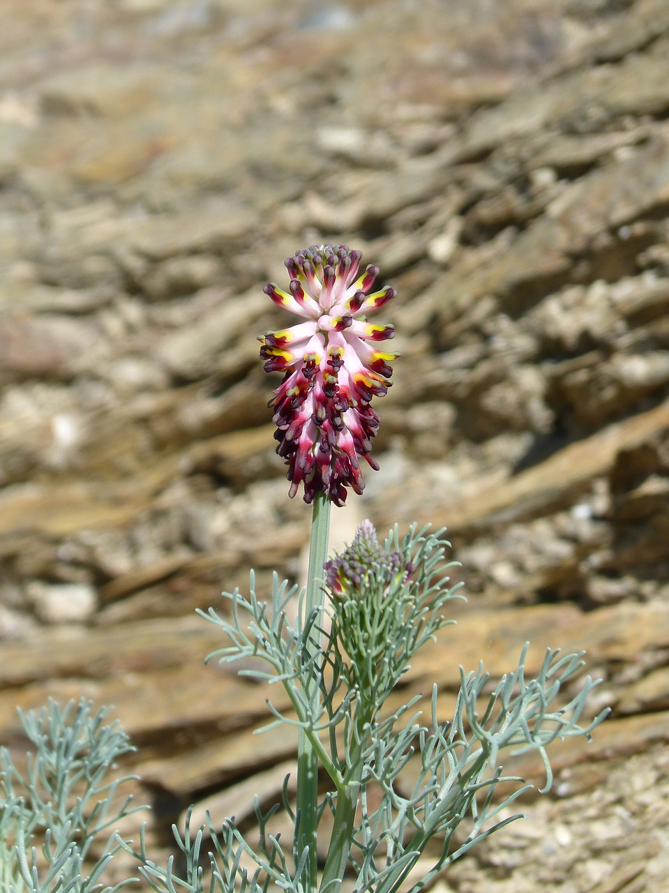 wild flower rock beauty free photo