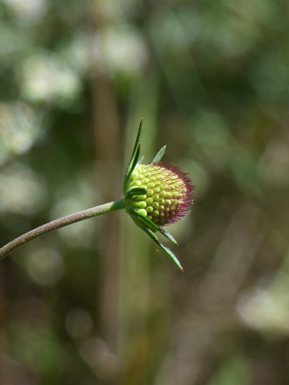 wild flower plant architecture plant geometry free photo