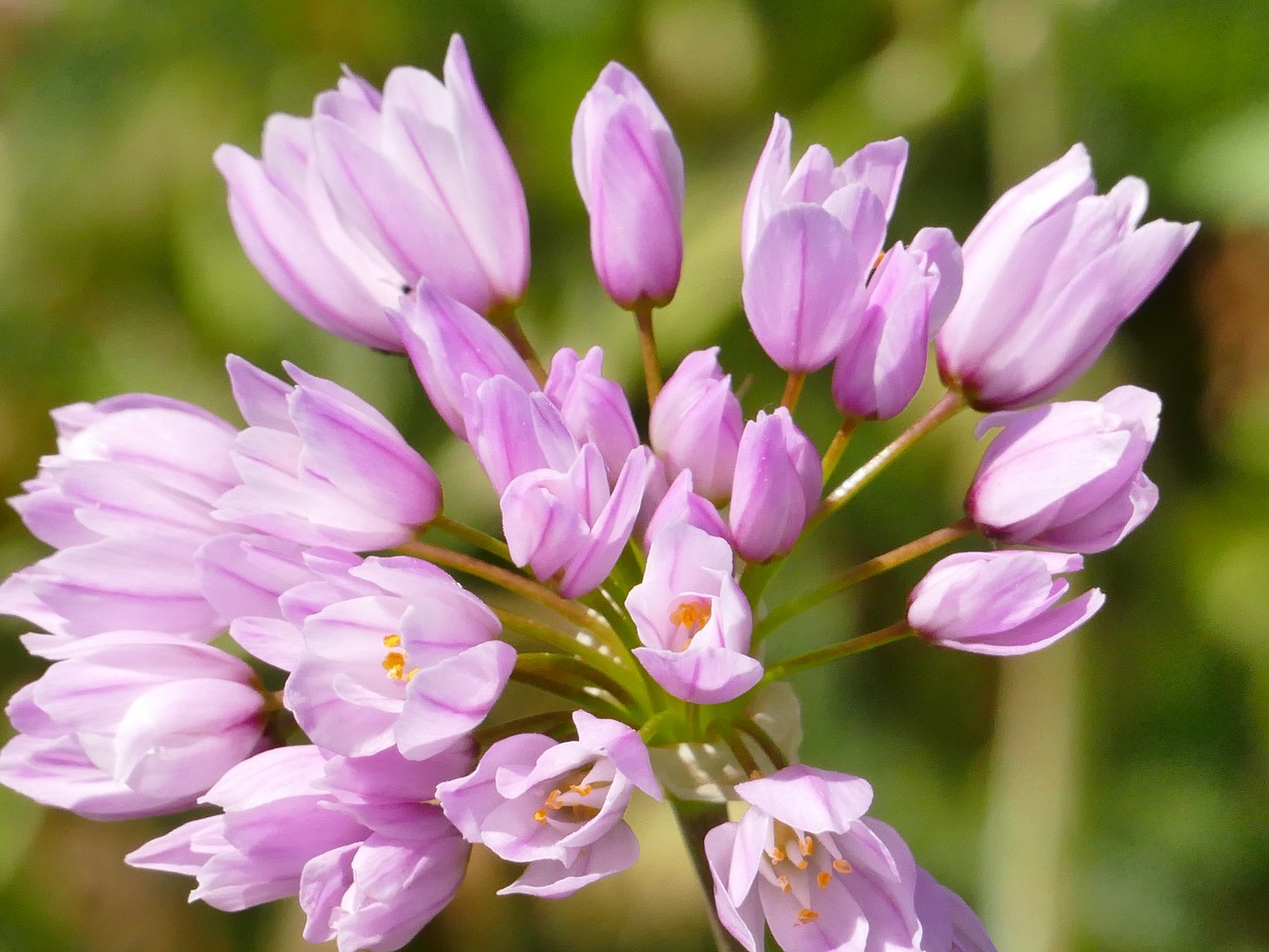 wild flower meadow plant free photo