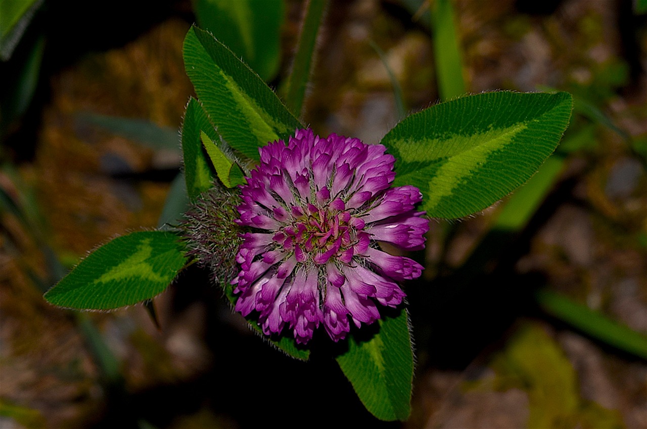 wild flower purple plant free photo