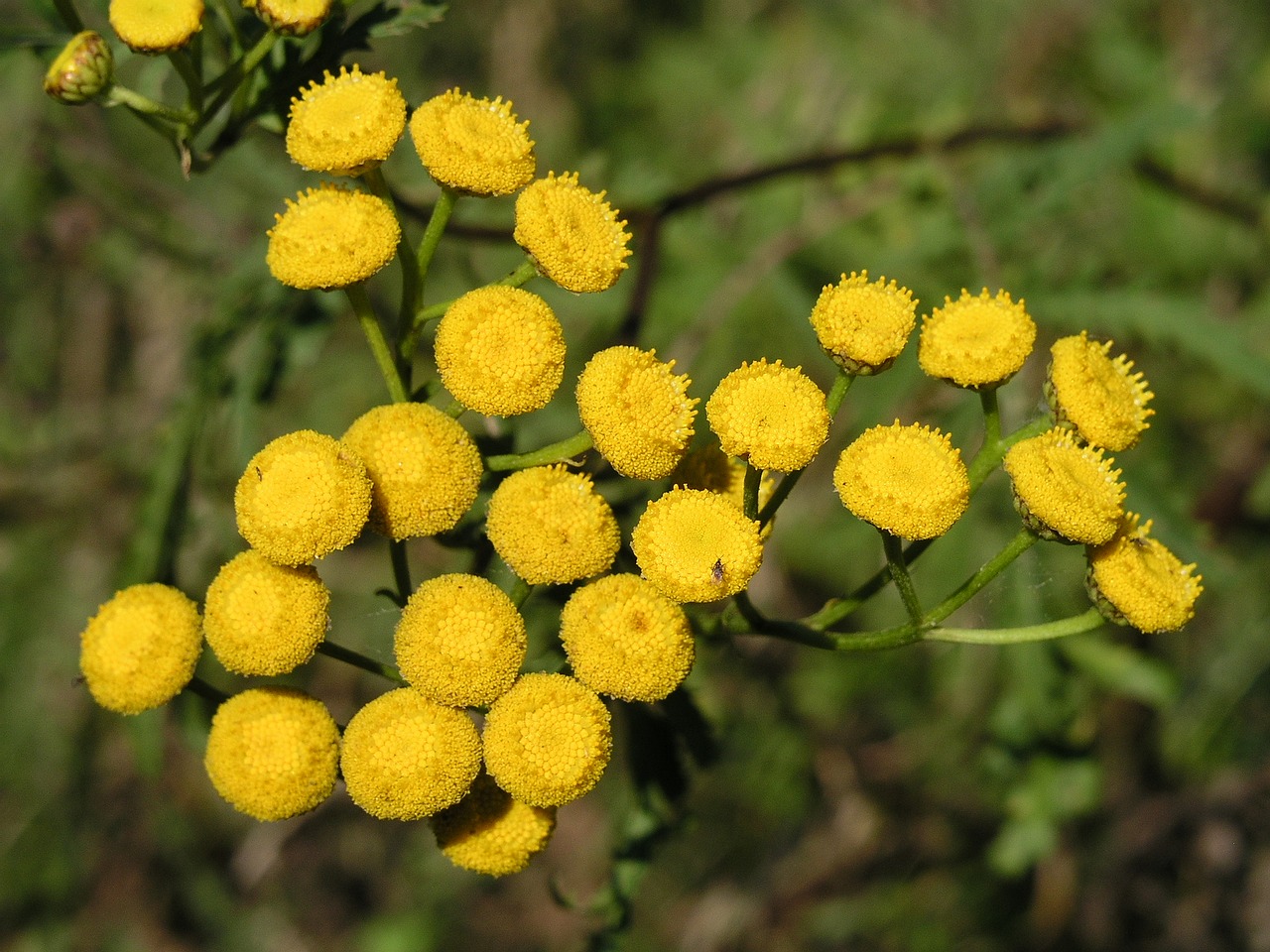Желтые круглые цветочки полевые