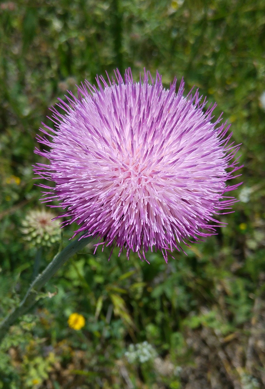 wild flower thistle purple thistle free photo