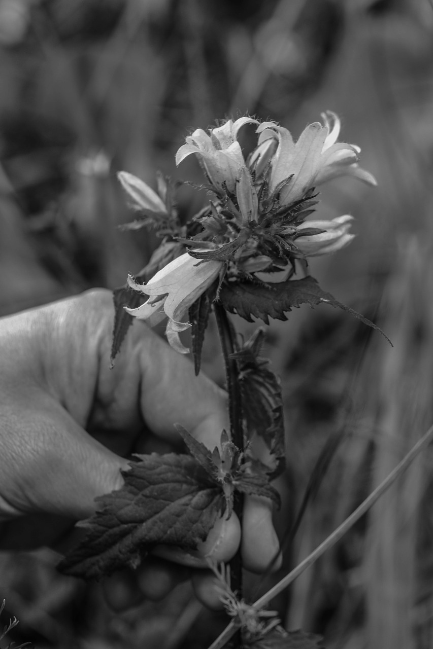 wild flower hand flower free photo