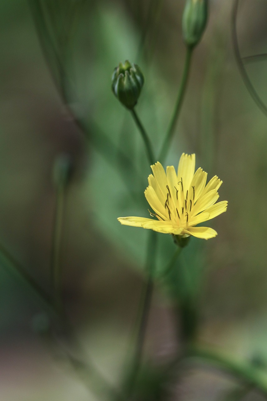 wild flower flower summer flower free photo