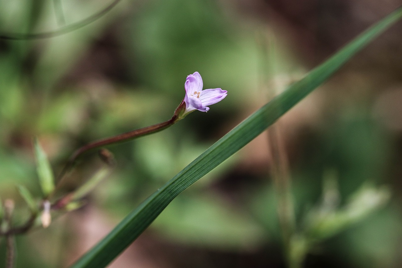 wild flower summer flower flower free photo