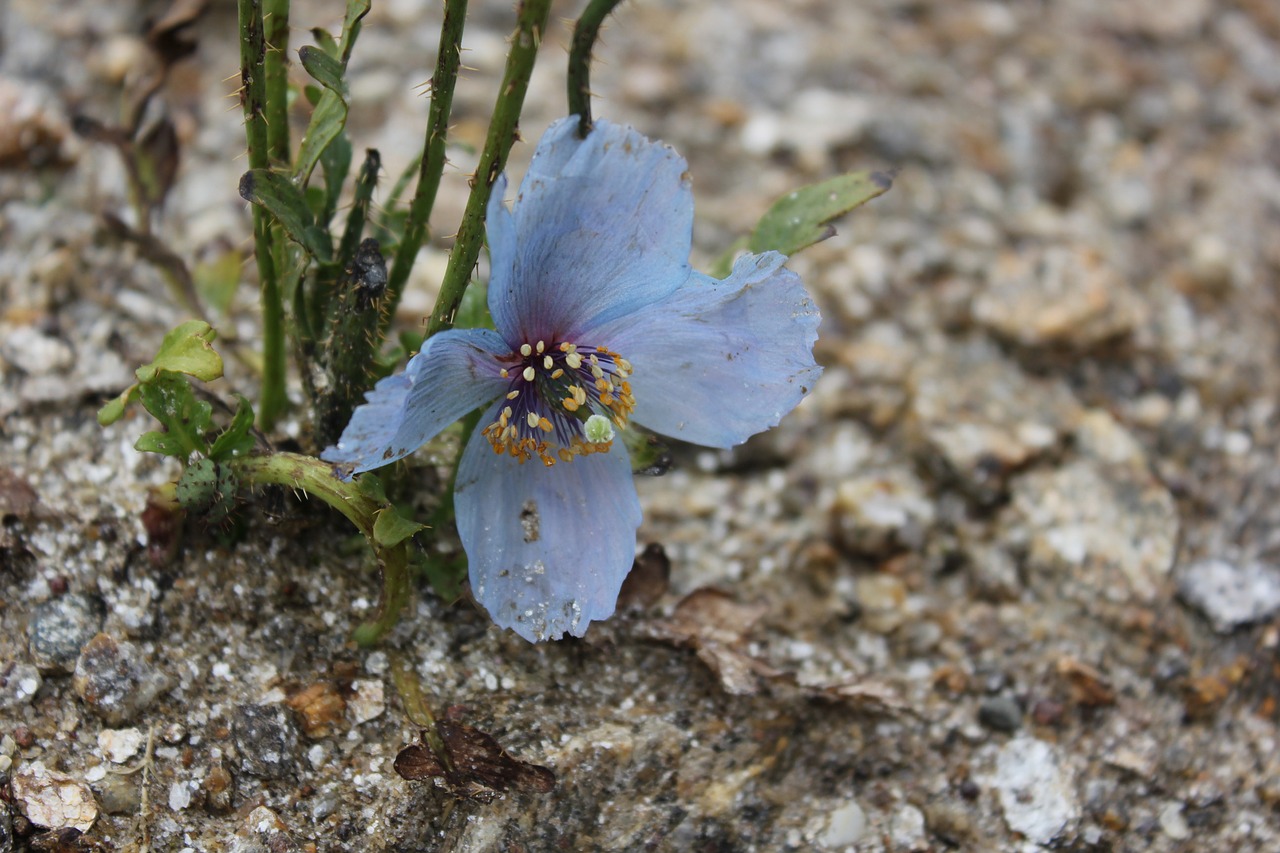 wild flower mountain flower purple free photo