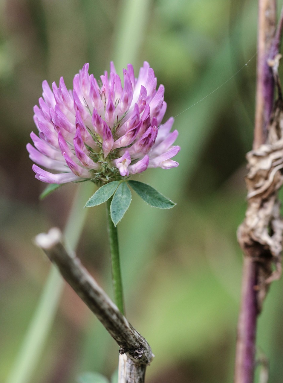 wild flower pink flower free photo