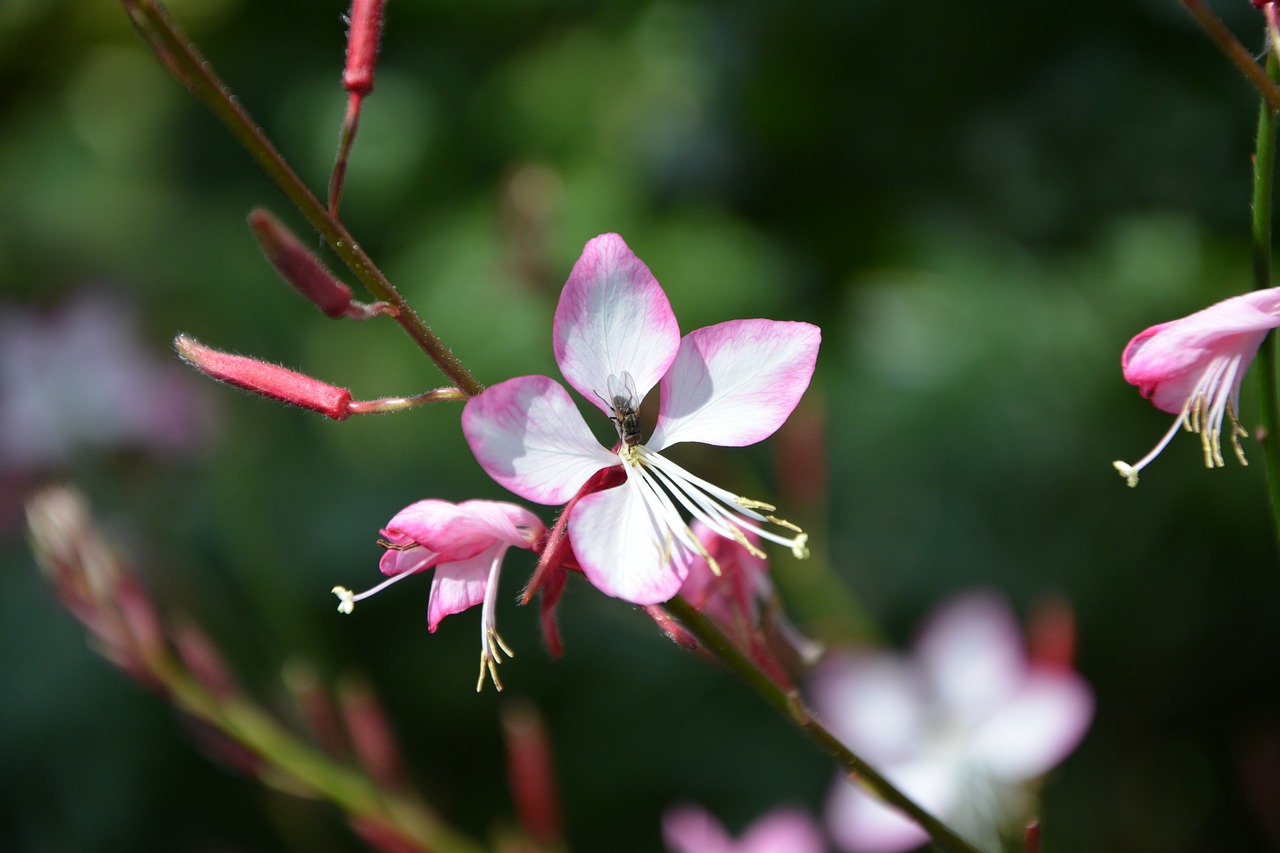 wild flower petal nature free photo