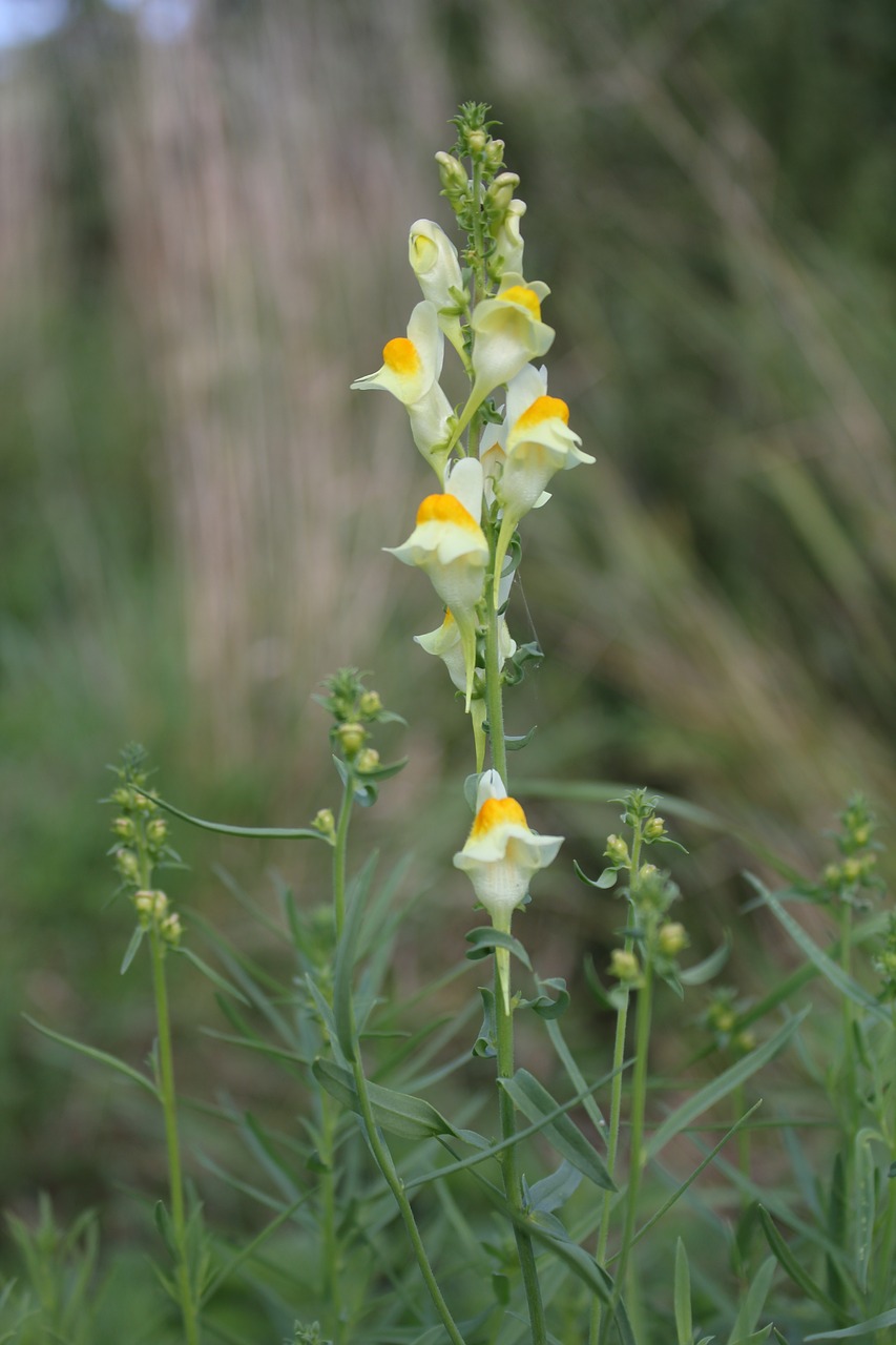 wild flower yellow yellow wild flowers free photo