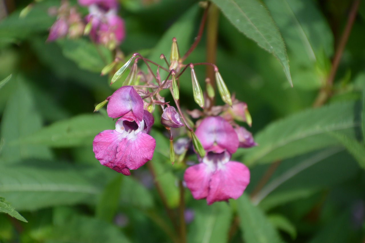 wild flower bloom summer free photo