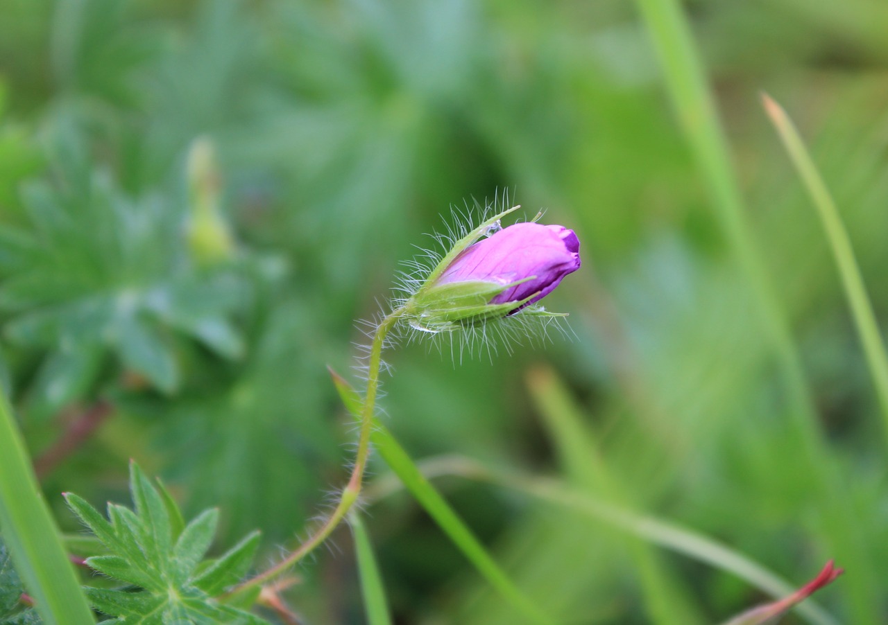 wild flower blossom bloom free photo