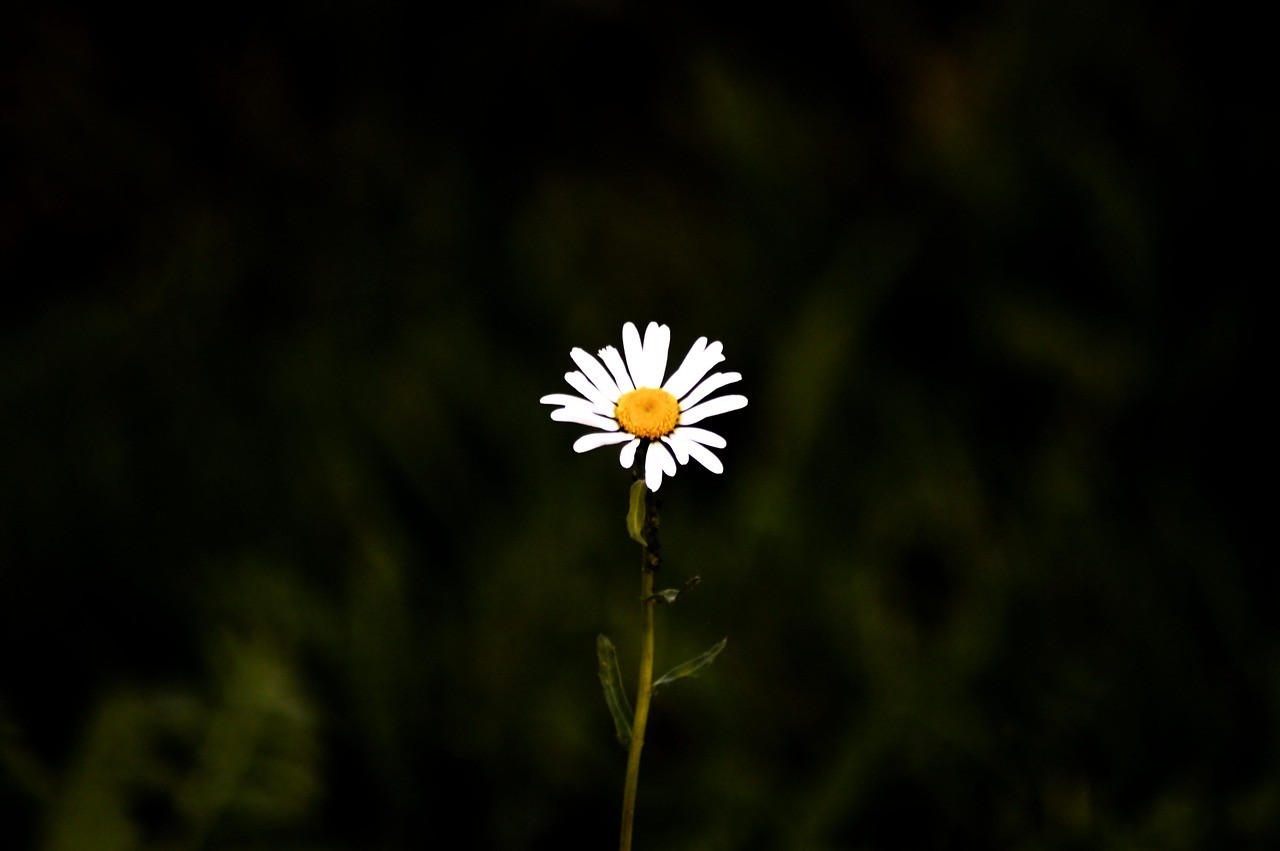 wild flower blossom bloom free photo