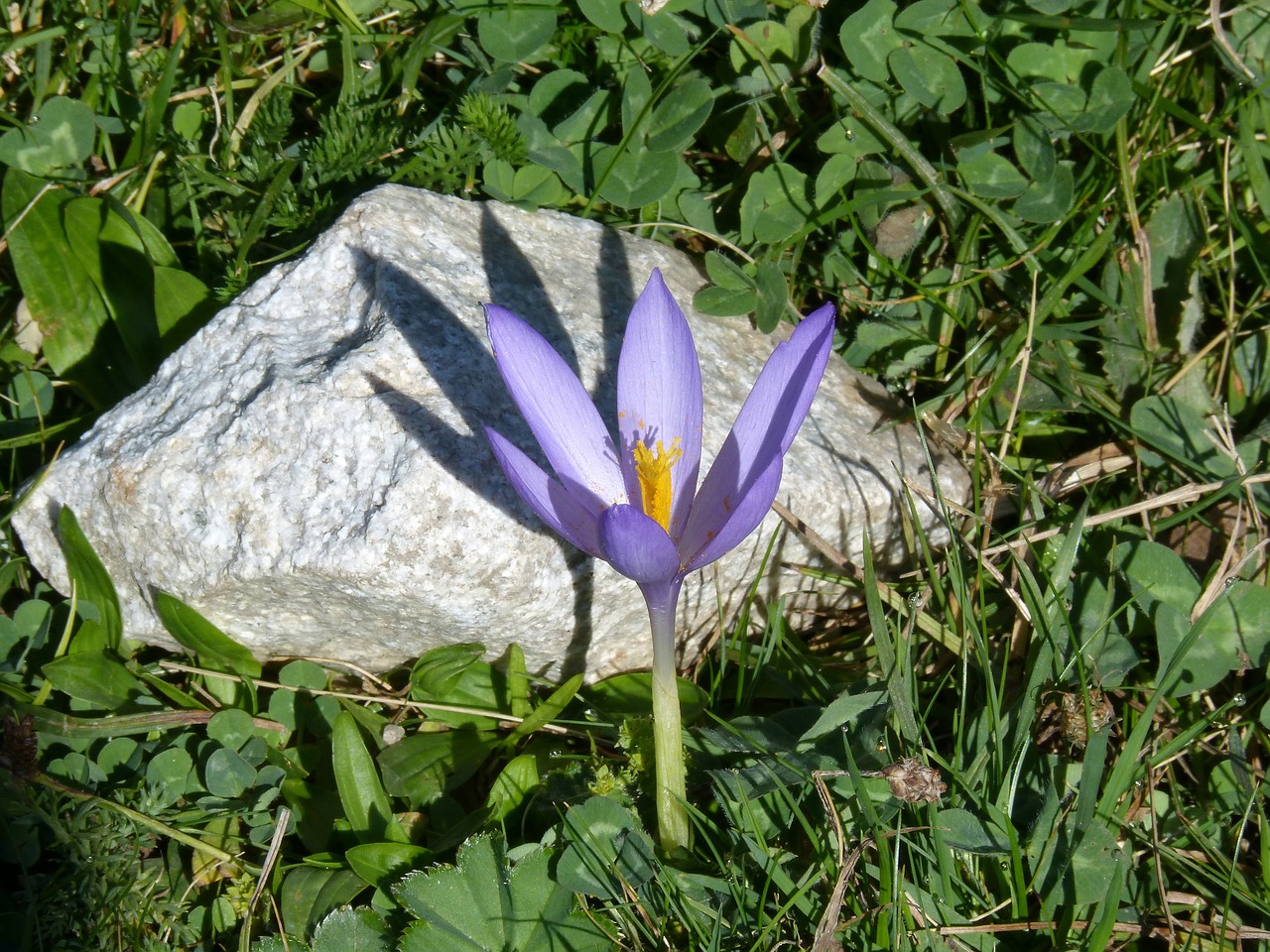 wild flower high mountain rock free photo