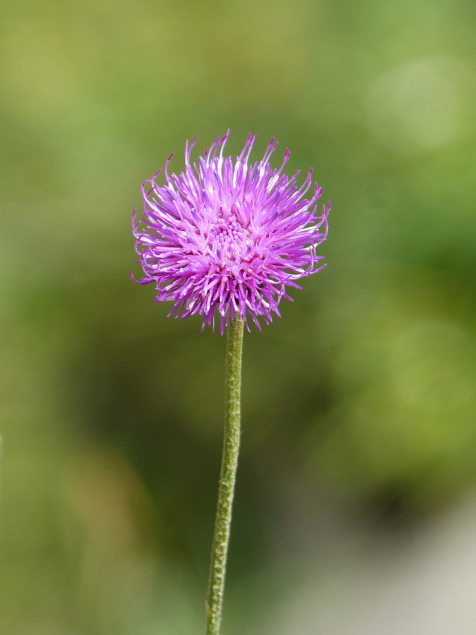 wild flower flower beauty free photo