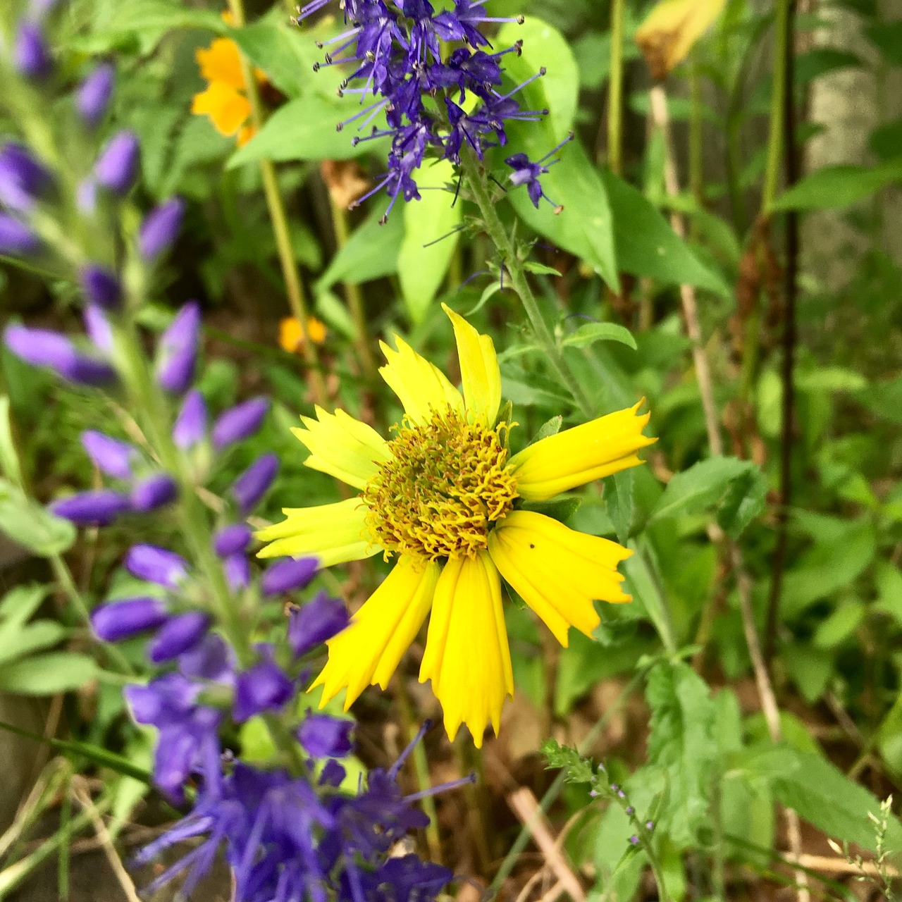 wild flower garden spring free photo