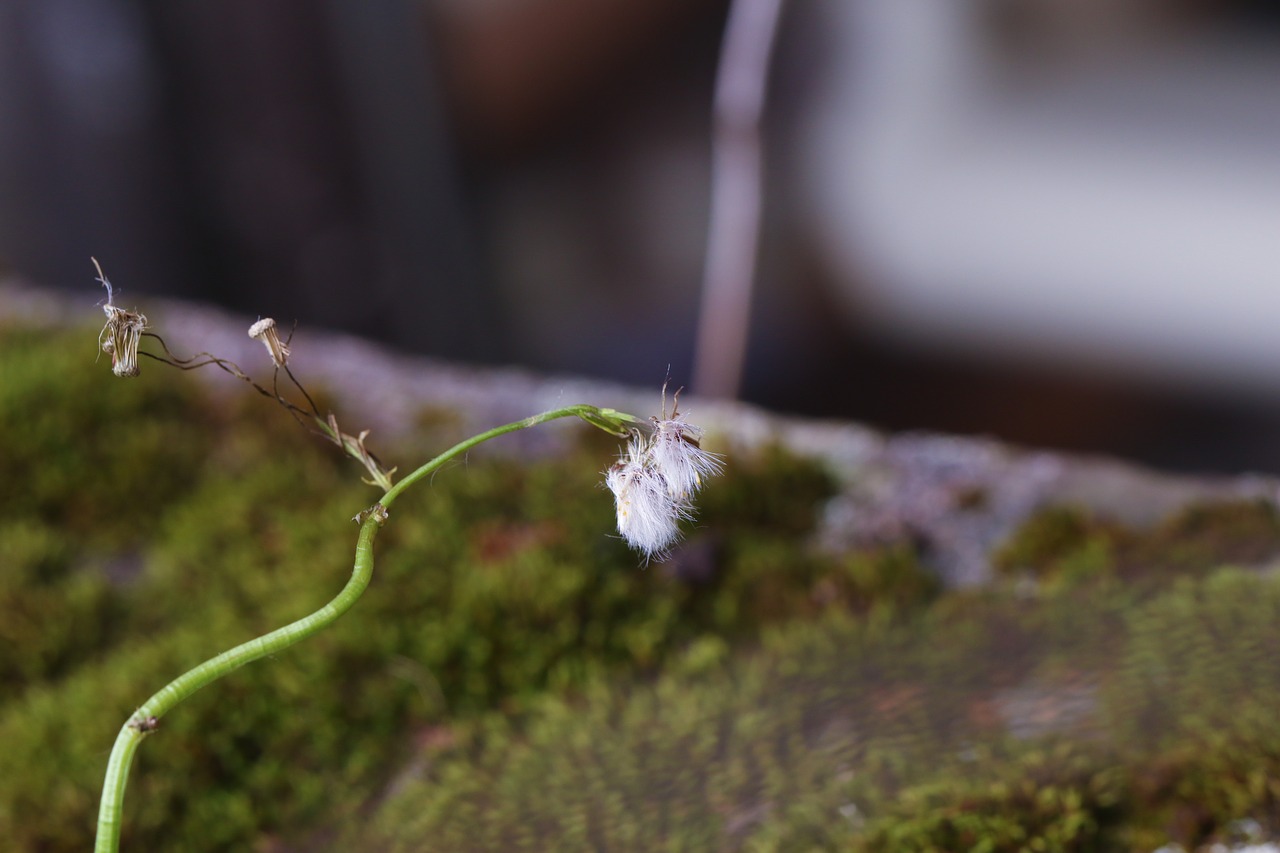 wild flower autumn moss free photo