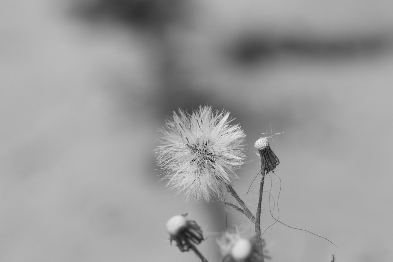 wild flower autumn fall free photo