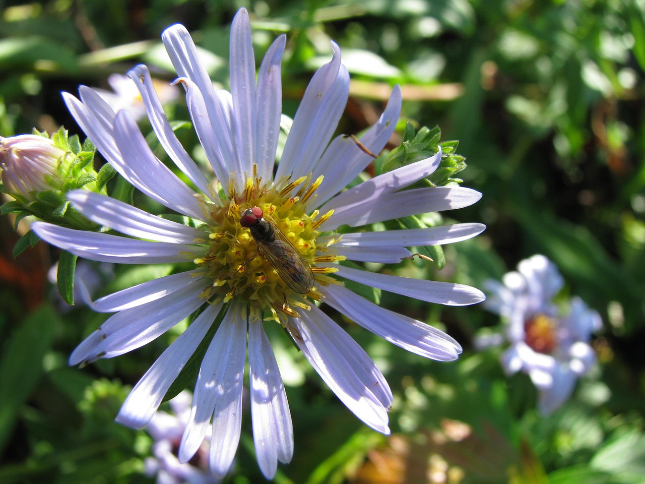 wild flower blue aster macro free photo