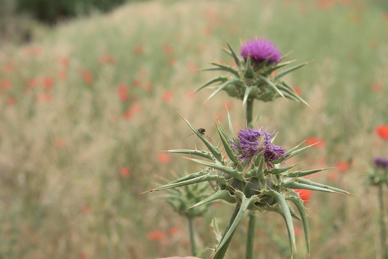 wild flower purple field free photo