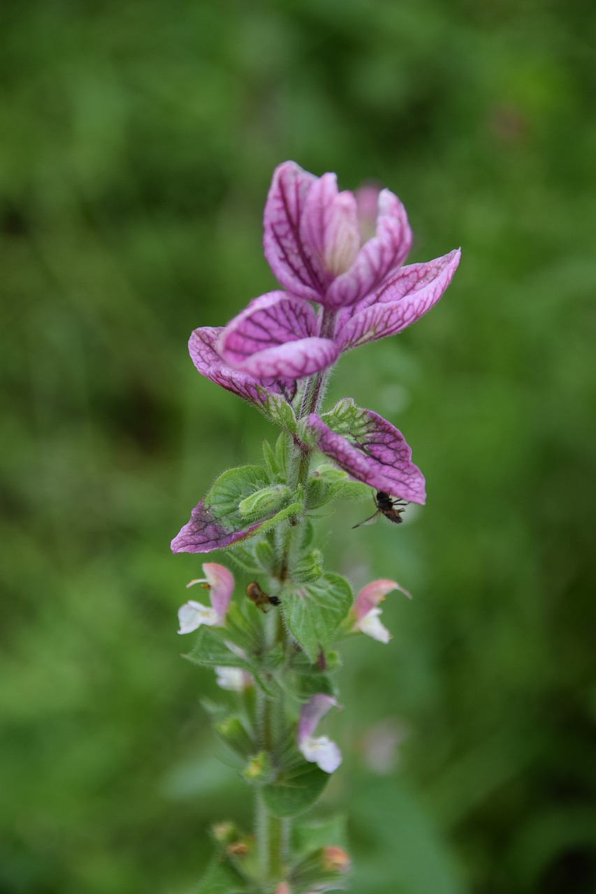 wild flower normandy summer free photo