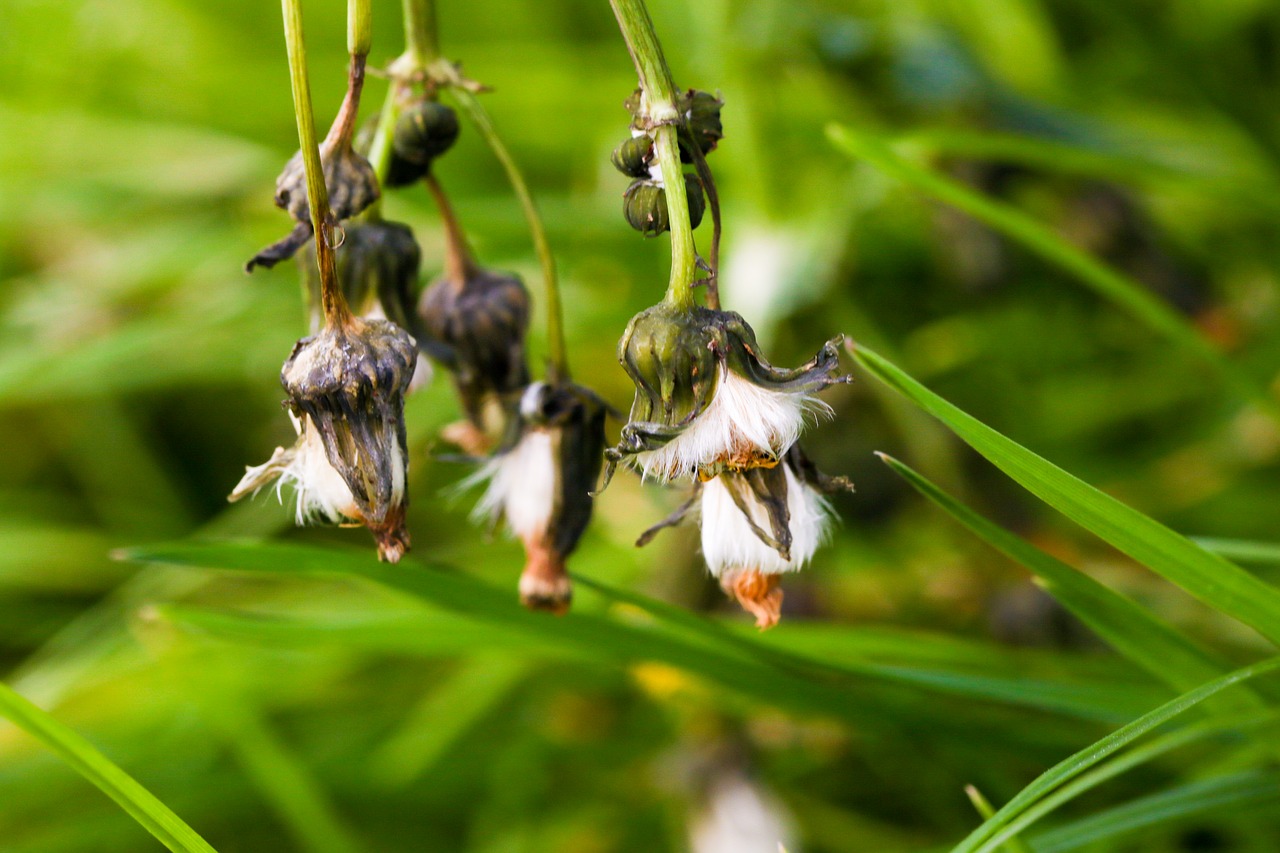 wild flower autumn nature free photo