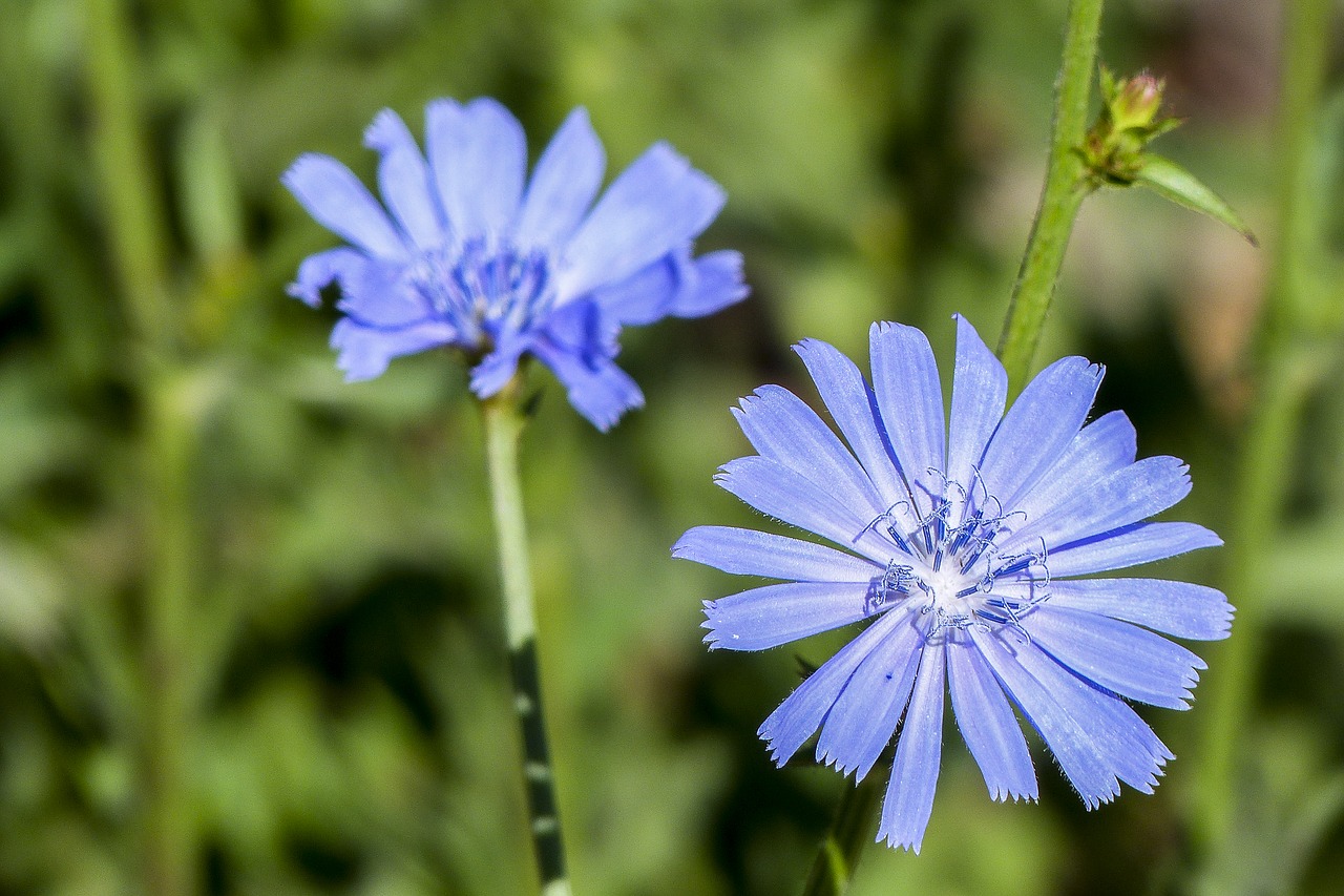 Голубой полевой цветок название