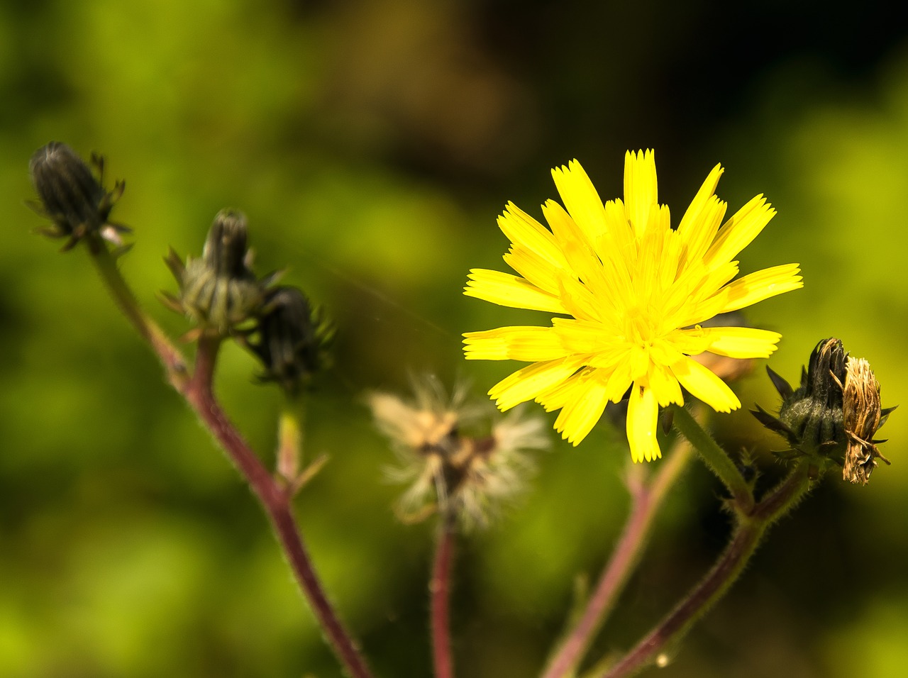 wild flower yellow blossom free photo