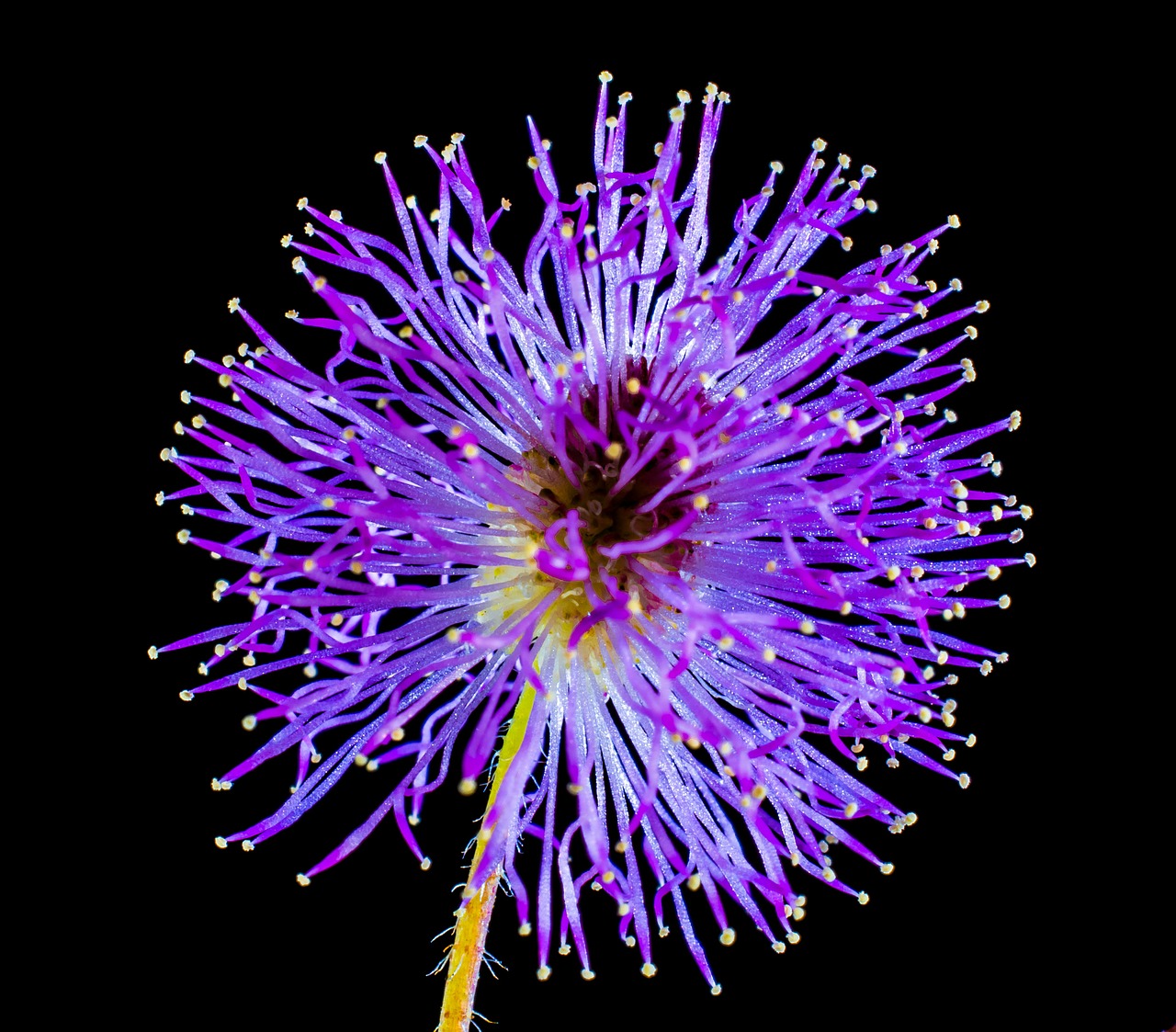 wild flower small flower purple free photo